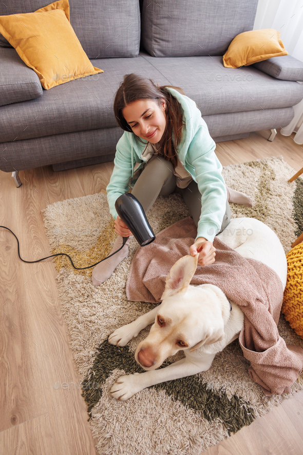 Woman wiping and drying her dog after a bath Stock Photo by vladans